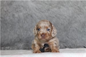Ozzy - Doxiepoo for sale
