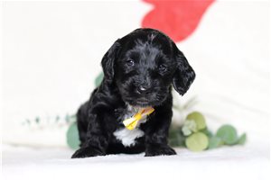 Igor - Doxiepoo for sale