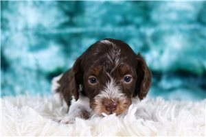 Nile - Doxiepoo for sale