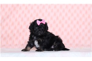 Perdita - Doxiepoo for sale