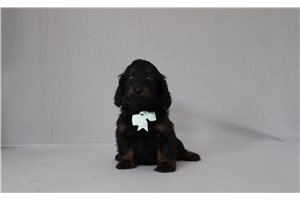 Nigel - Doxiepoo for sale