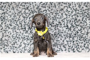 Kayden - Doxiepoo for sale