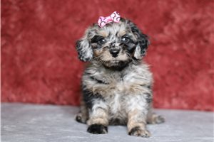 Holland - Doxiepoo for sale