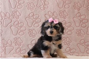 Keen - Doxiepoo for sale