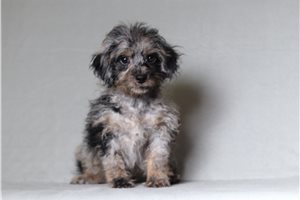 Holland - Doxiepoo for sale