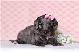 Ivanka - Doxiepoo for sale