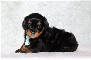 Kennedy - Doxiepoo for sale