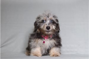 Katherine - Doxiepoo for sale