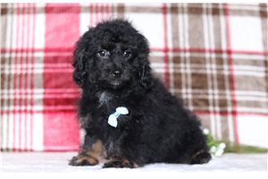 Lucas - Doxiepoo for sale