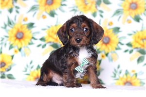 Otis - Doxiepoo for sale