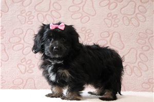Helena - Doxiepoo for sale