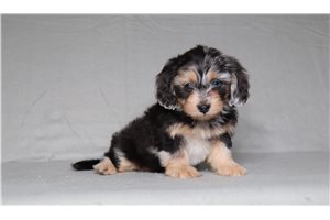 Keen - Doxiepoo for sale