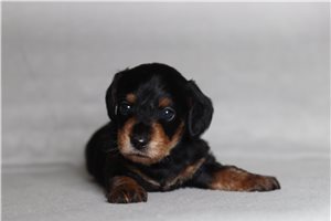 Brent - Doxiepoo for sale