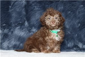 Lance - Doxiepoo for sale