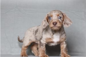 Ozzy - Doxiepoo for sale