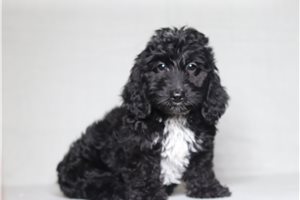 Igor - Doxiepoo for sale