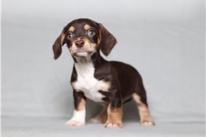 Otto - Doxiepoo for sale