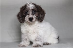 Irene - Doxiepoo for sale
