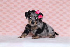 Khloe - Doxiepoo for sale
