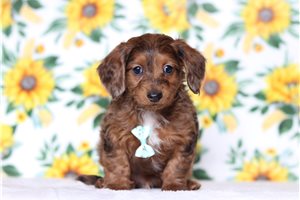 Olson - Doxiepoo for sale