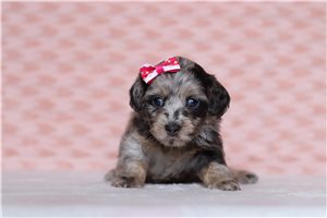 Katherine - Doxiepoo for sale