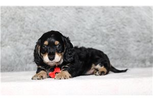 Oscar - Doxiepoo for sale