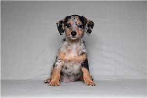 Patch - Doxiepoo for sale