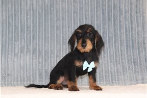 Brent - Doxiepoo for sale