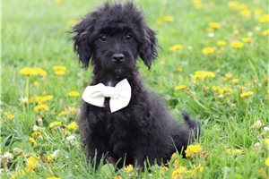 Lucas - Doxiepoo for sale