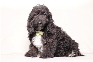 Igor - Doxiepoo for sale
