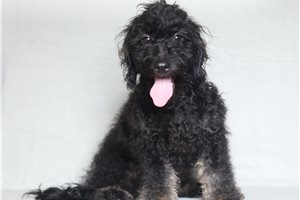 Lucas - Doxiepoo for sale