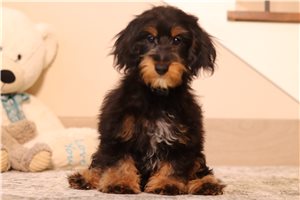 Kennedy - Doxiepoo for sale