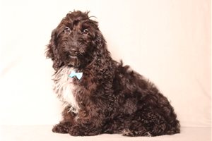 Igor - Doxiepoo for sale