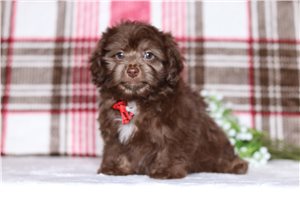 Lance - Doxiepoo for sale