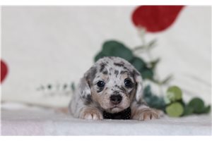 Gregory - Doxiepoo for sale