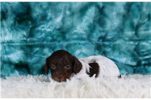 Nikau - Doxiepoo for sale