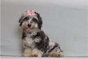 Katherine - Doxiepoo for sale