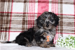 Liam - Doxiepoo for sale