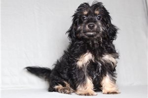 Hilda - Doxiepoo for sale