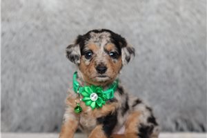 Patch - Doxiepoo for sale