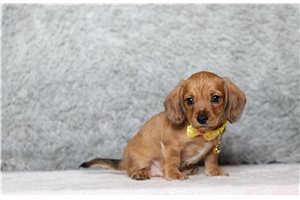 Orion - Doxiepoo for sale