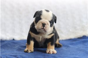 Saffron - English Bulldog for sale