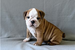 Amanda - English Bulldog for sale