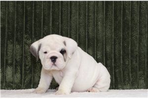 Ghost - English Bulldog for sale