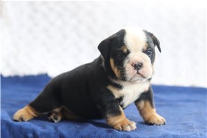 Samara - English Bulldog for sale