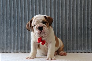 Acorn - English Bulldog for sale