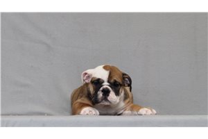 Addison - English Bulldog for sale