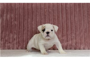 Gloria - English Bulldog for sale