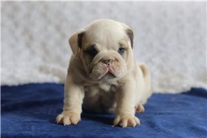 Saber - English Bulldog for sale