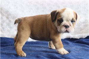 Saint - English Bulldog for sale